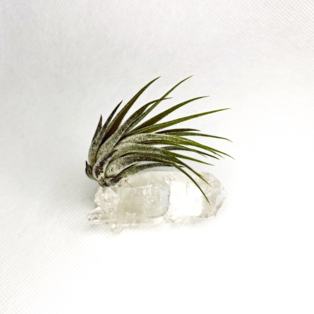 Clear Quartz Crystal & Air Plant